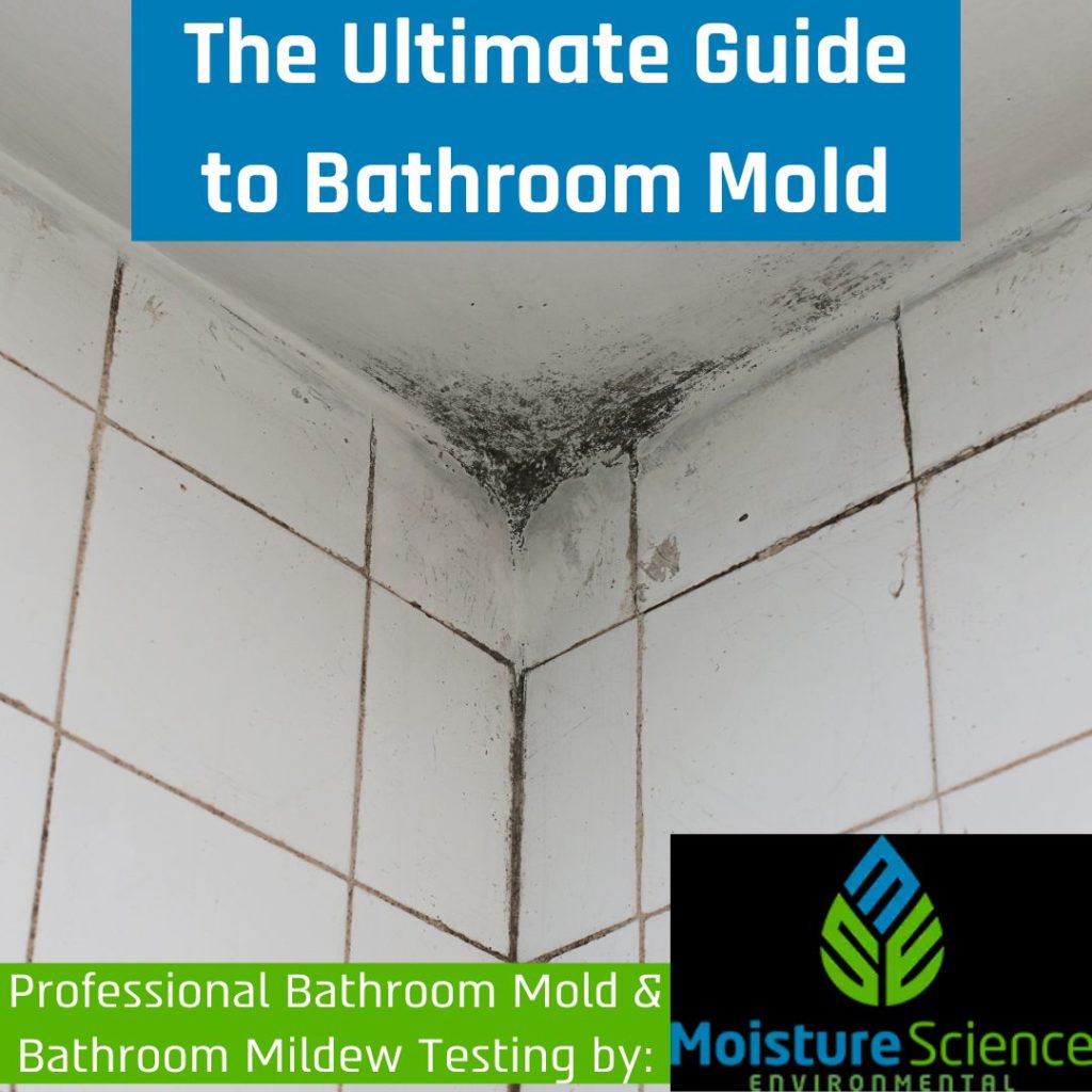 Mold Testing and Inspection Service - TFM Mold & Water